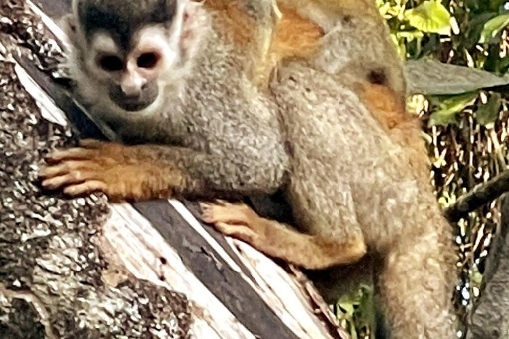 An Abundance Of Wildlife At Jungle Glory Home Abajo Мануэль-Антонио Экстерьер фото