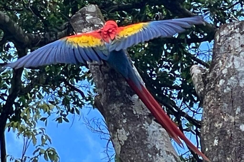 An Abundance Of Wildlife At Jungle Glory Home Abajo Мануэль-Антонио Экстерьер фото