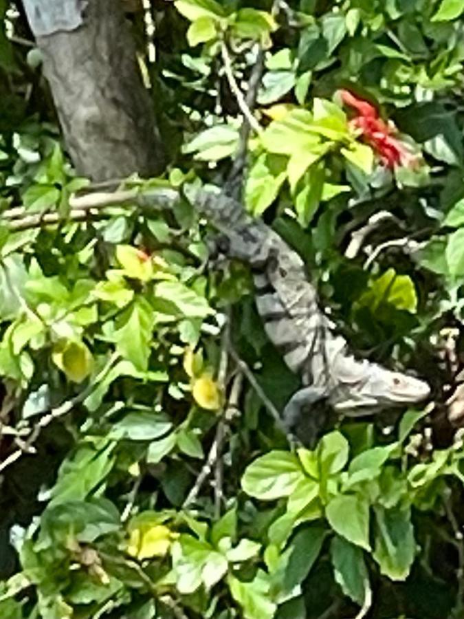 An Abundance Of Wildlife At Jungle Glory Home Abajo Мануэль-Антонио Экстерьер фото