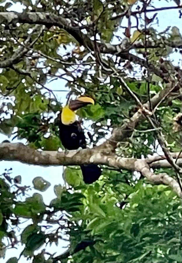 An Abundance Of Wildlife At Jungle Glory Home Abajo Мануэль-Антонио Экстерьер фото