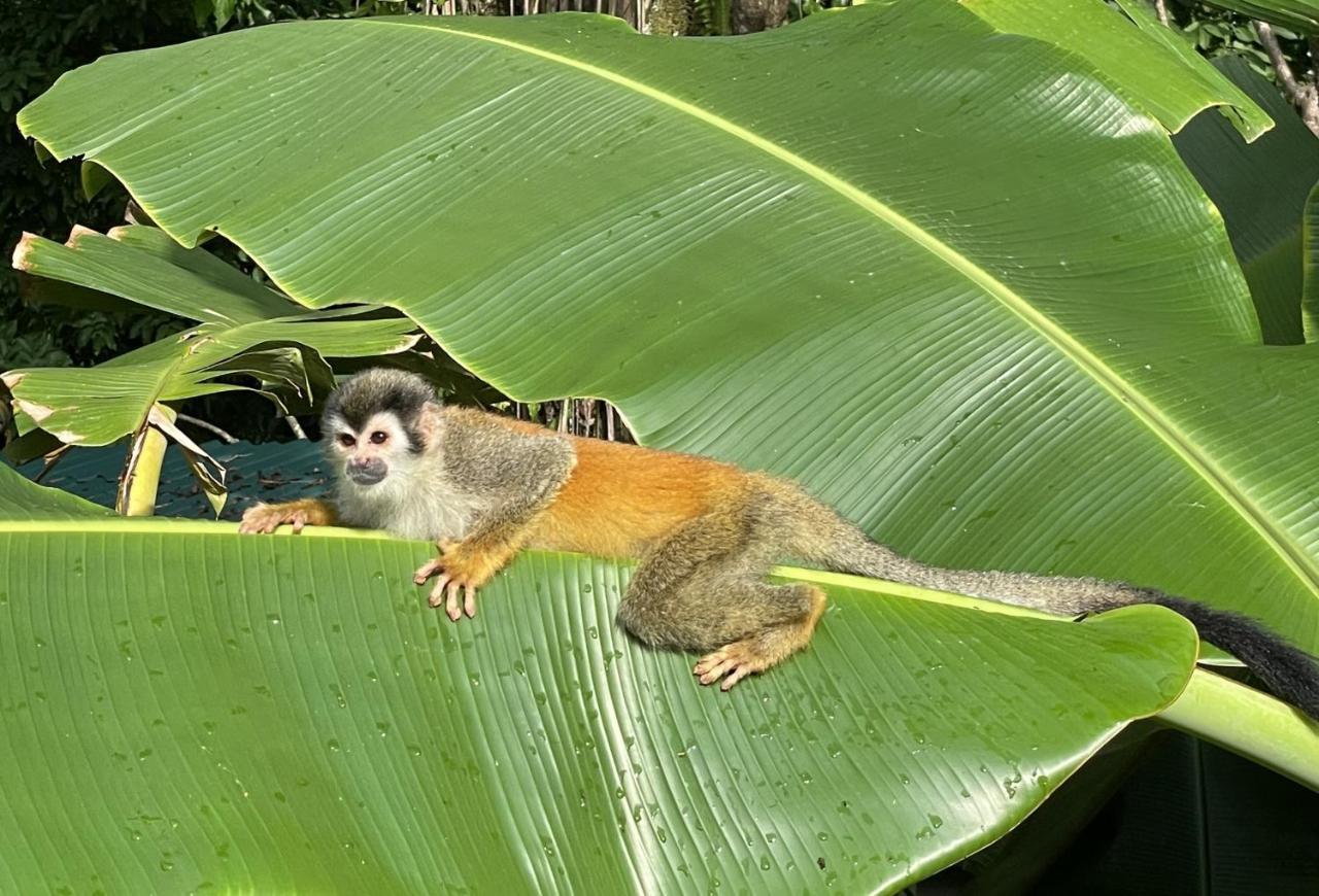 An Abundance Of Wildlife At Jungle Glory Home Abajo Мануэль-Антонио Экстерьер фото