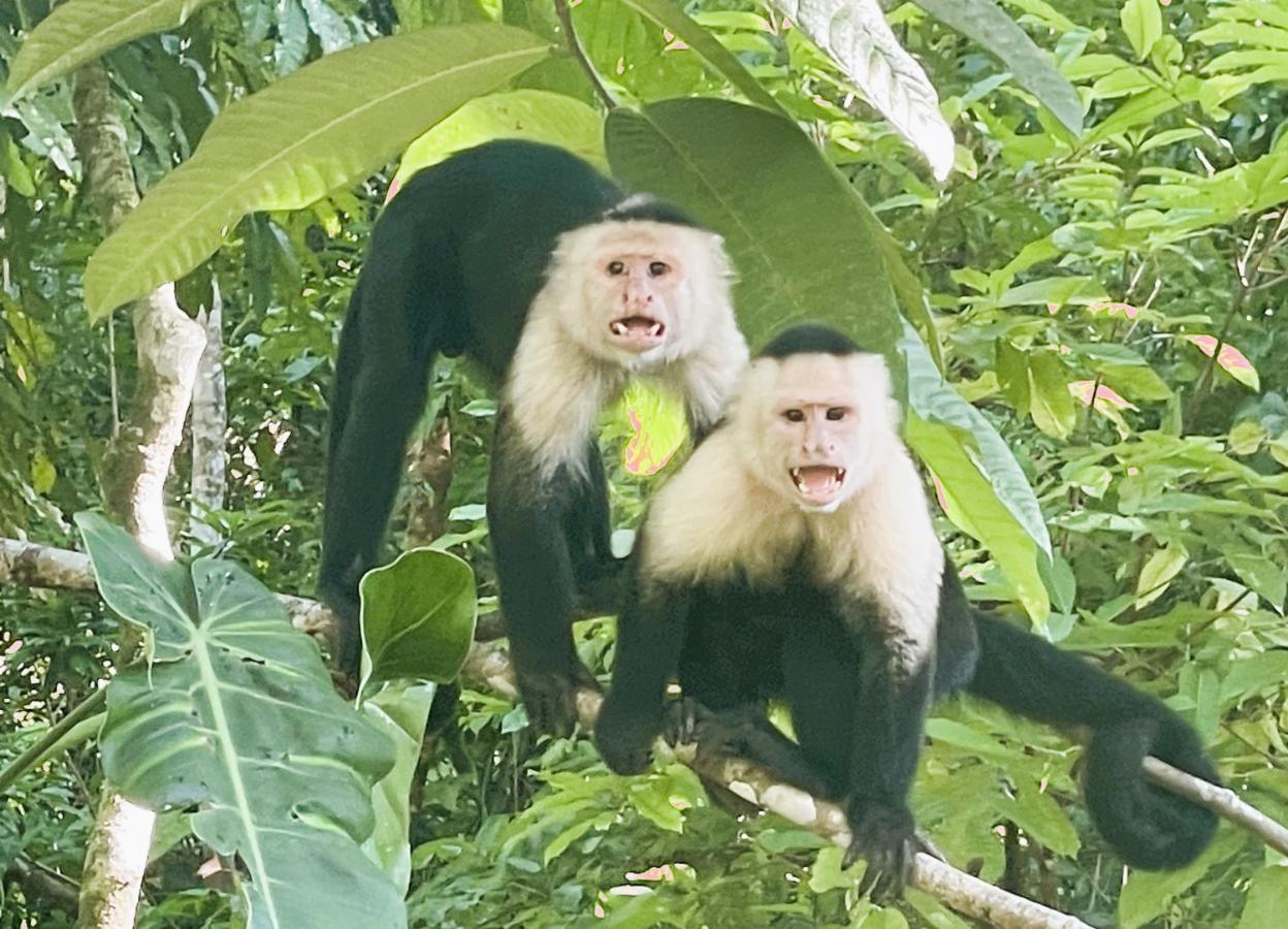 An Abundance Of Wildlife At Jungle Glory Home Abajo Мануэль-Антонио Экстерьер фото