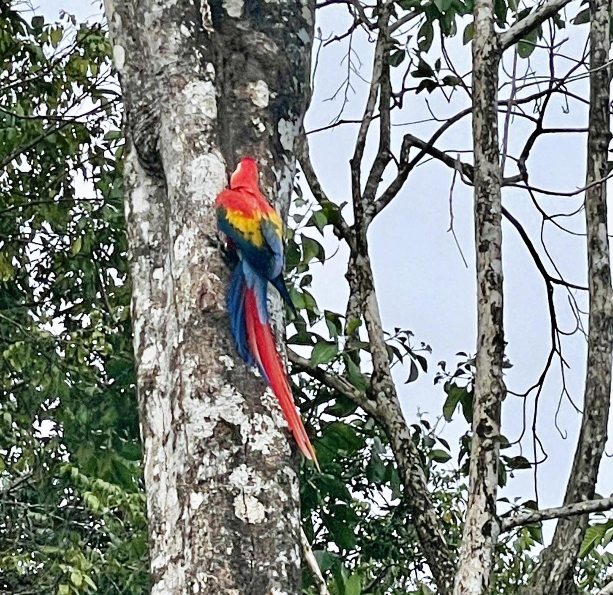 An Abundance Of Wildlife At Jungle Glory Home Abajo Мануэль-Антонио Экстерьер фото