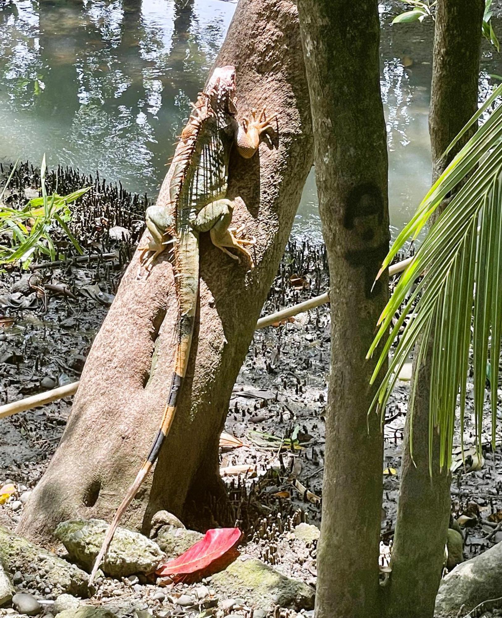 An Abundance Of Wildlife At Jungle Glory Home Abajo Мануэль-Антонио Экстерьер фото