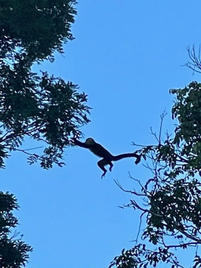 An Abundance Of Wildlife At Jungle Glory Home Abajo Мануэль-Антонио Экстерьер фото