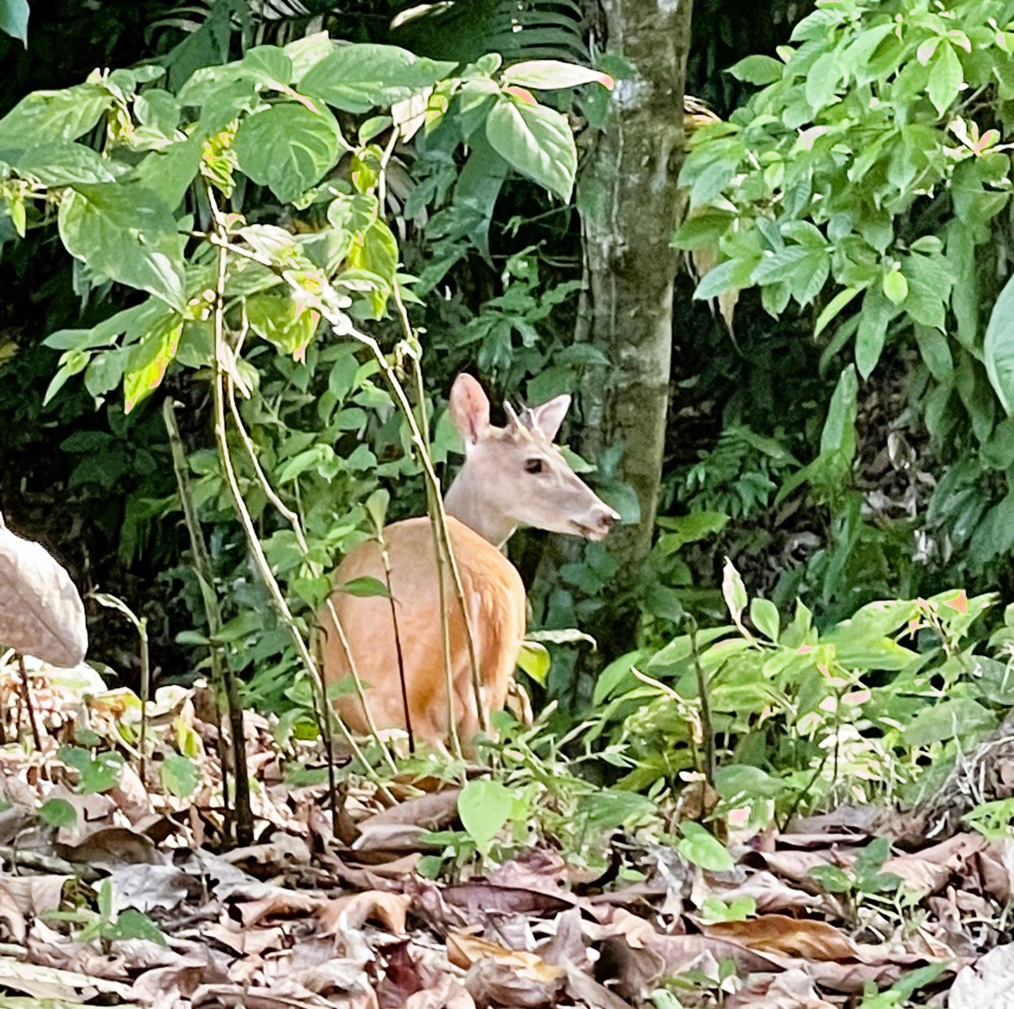 An Abundance Of Wildlife At Jungle Glory Home Abajo Мануэль-Антонио Экстерьер фото