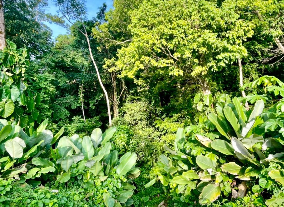 An Abundance Of Wildlife At Jungle Glory Home Abajo Мануэль-Антонио Экстерьер фото