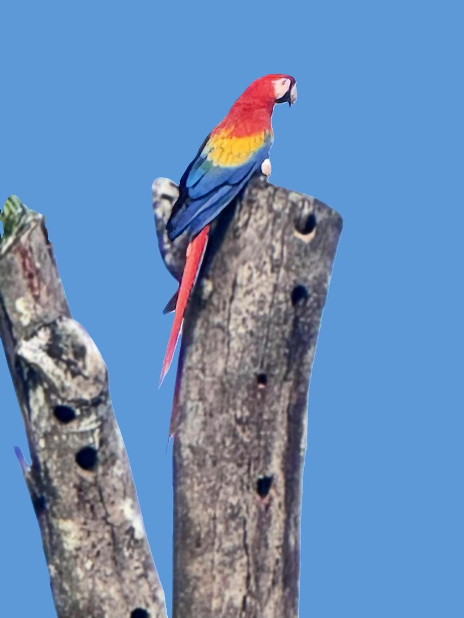 An Abundance Of Wildlife At Jungle Glory Home Abajo Мануэль-Антонио Экстерьер фото
