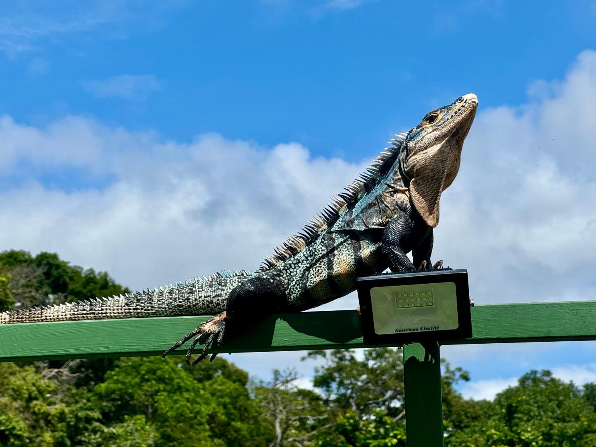 An Abundance Of Wildlife At Jungle Glory Home Abajo Мануэль-Антонио Экстерьер фото