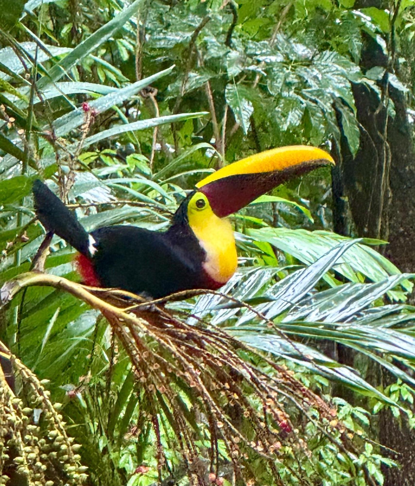 An Abundance Of Wildlife At Jungle Glory Home Abajo Мануэль-Антонио Экстерьер фото